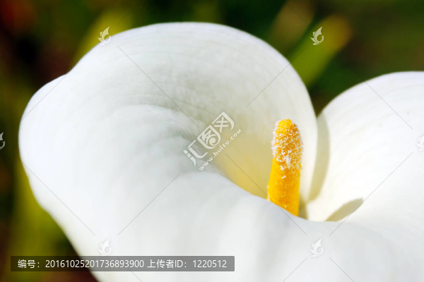 馬蹄蓮的花