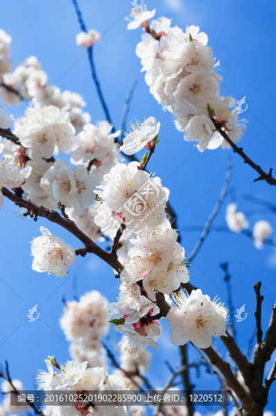 杏樹開花。