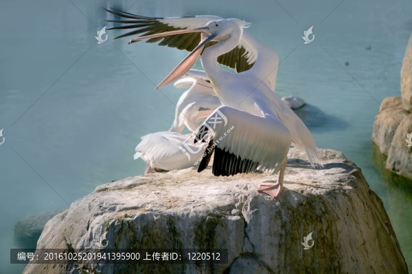 在一個(gè)藍(lán)色的水巖Pelikans