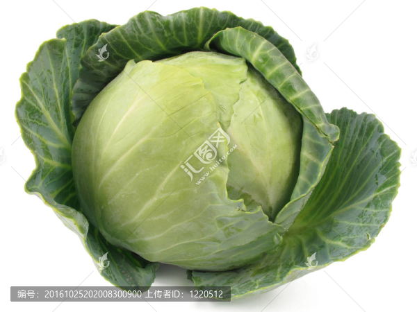 白菜頭