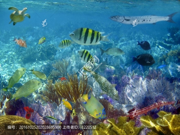 加勒比海珊瑚礁熱帶魚