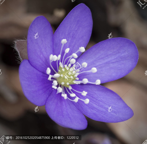 藍(lán)春花。