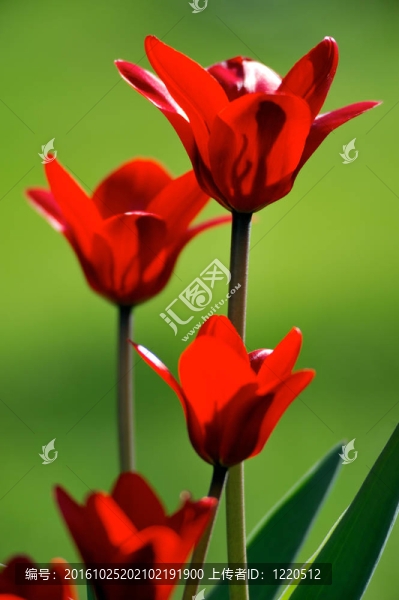 紅郁金香自然的綠色背景；明亮的晴天