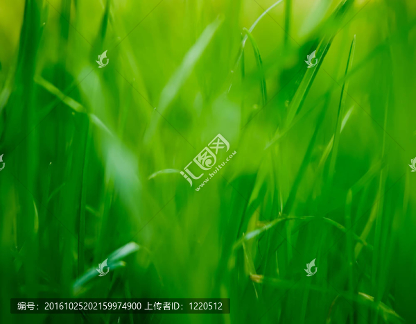 草