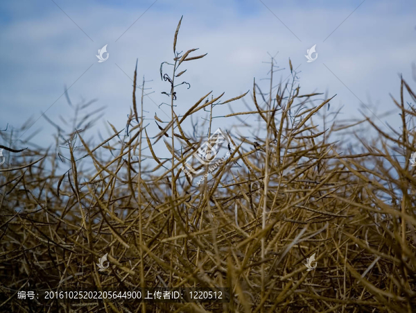 油菜田