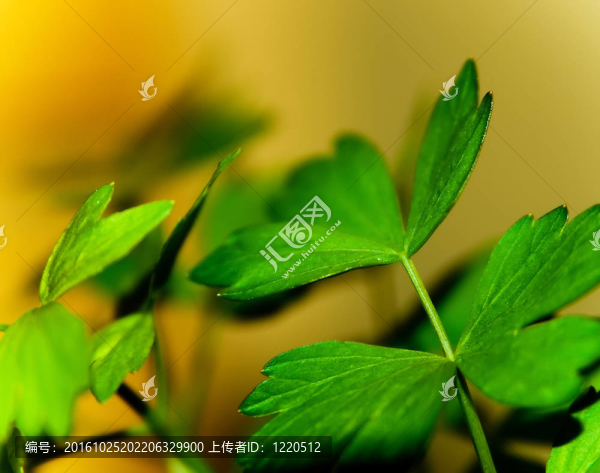 川芎