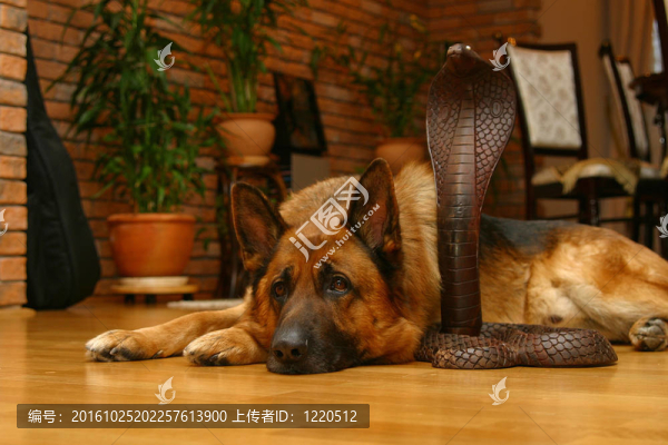 狗與木蛇