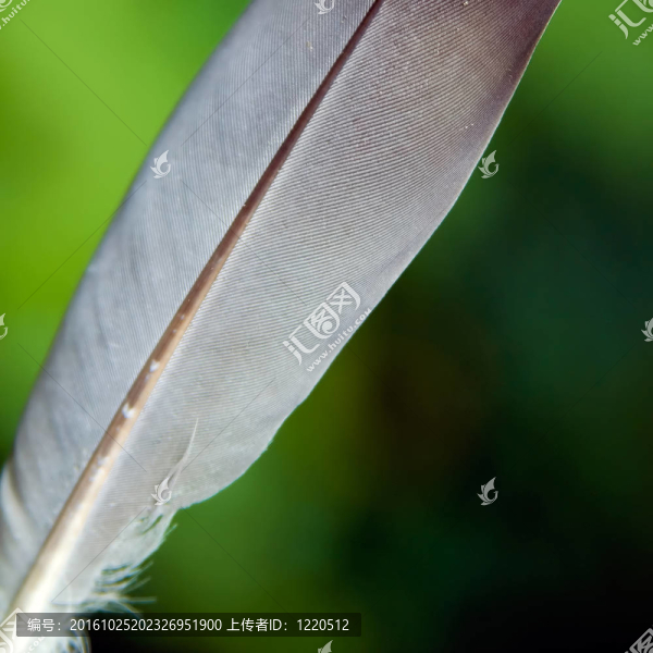 羽毛