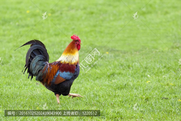 色彩鮮艷的小公雞