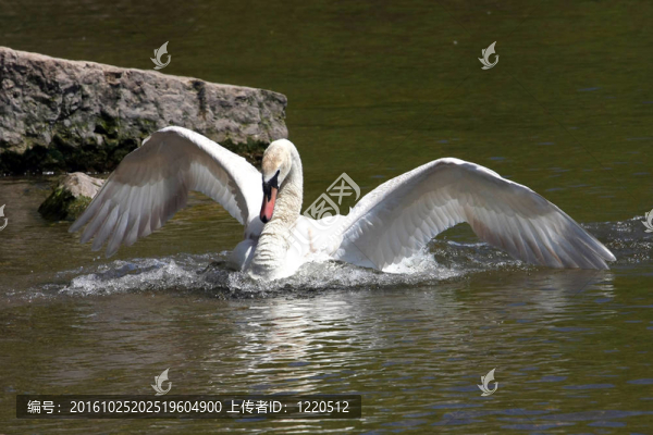 疣鼻天鵝