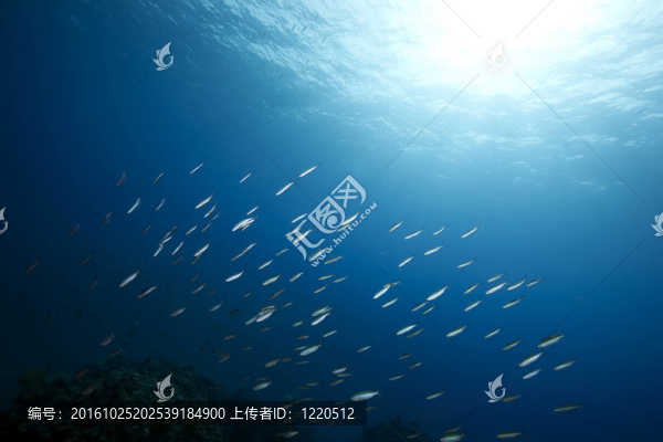 海洋和魚(yú)
