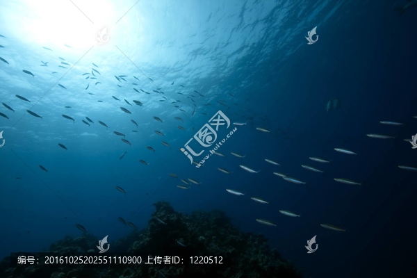海洋和魚