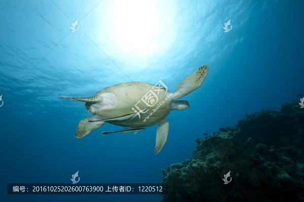 綠海龜游泳