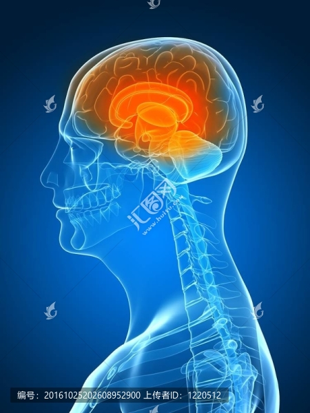 人類的大腦