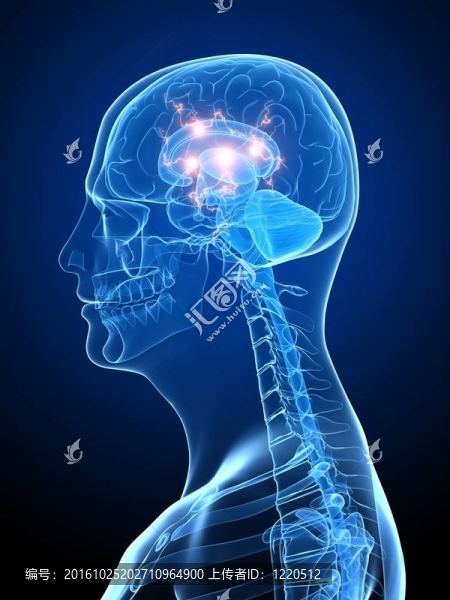 活躍的大腦