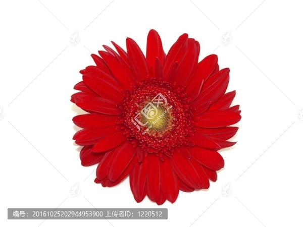 菊花White