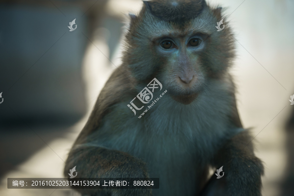 豚尾猴