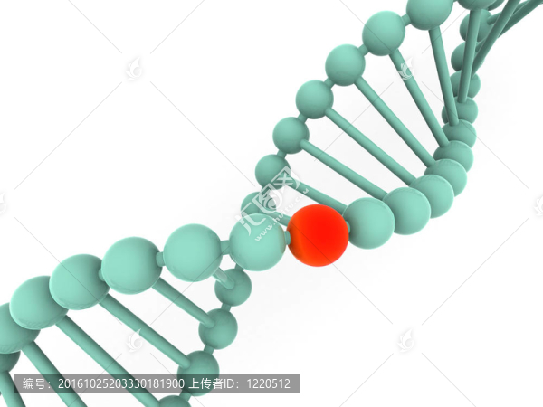 基因在DNA