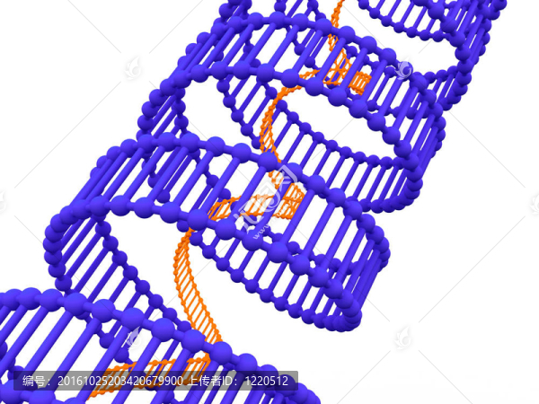 基因在DNA。