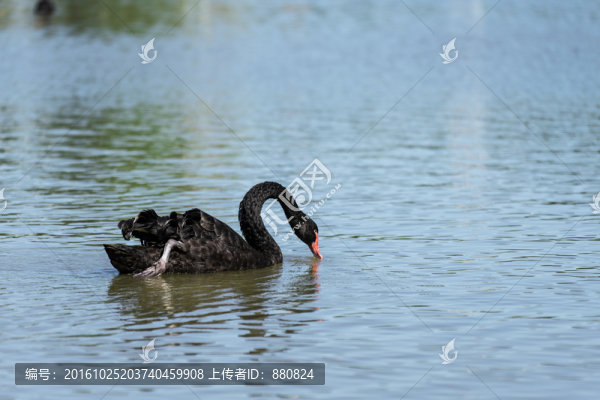 黑天鵝