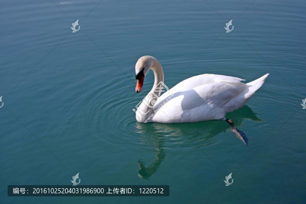 天鵝