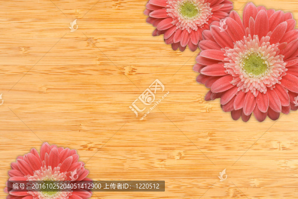 粉紅色的非洲雛菊水滴在竹背景