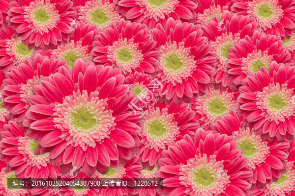 Bright,Pink,Gerber雛菊水滴背景