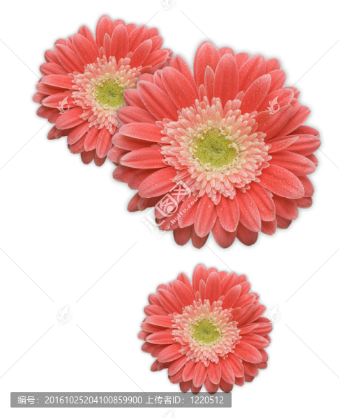 粉紅色的格柏菊花角元白