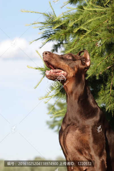 毛皮樹上的狗