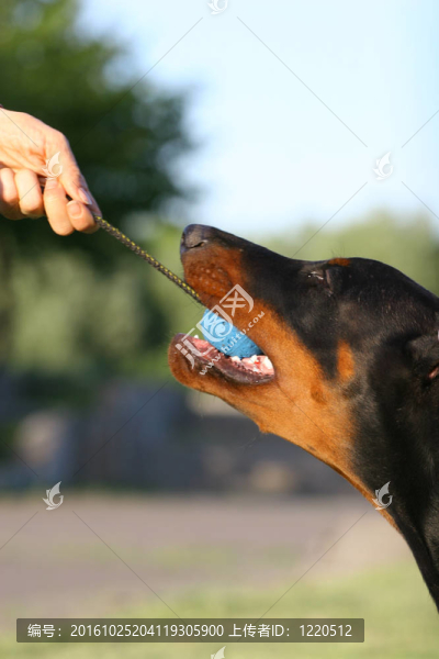 狗玩