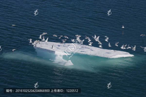 海鳥在努納武特（加拿大北冰洋浮冰）