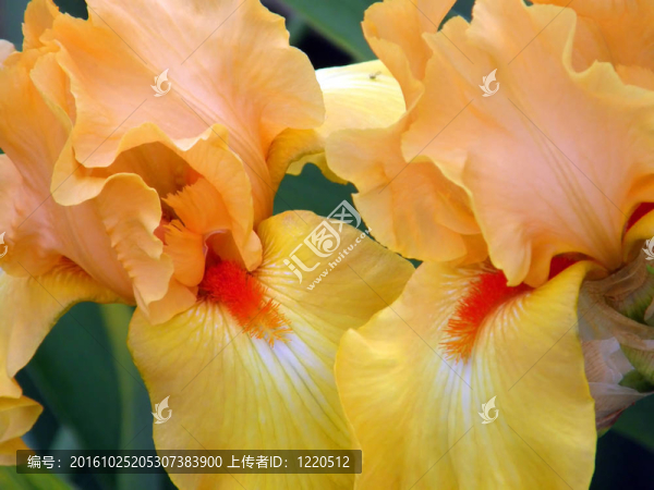 鳶尾花