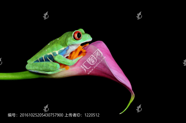 紅眼樹蛙