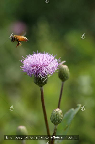 蜜蜂和花蜜