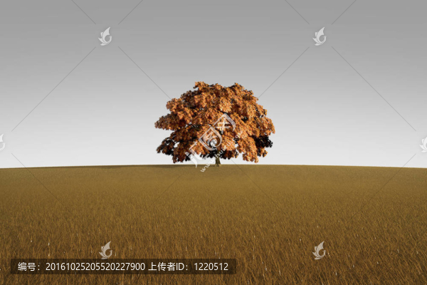秋天獨樹