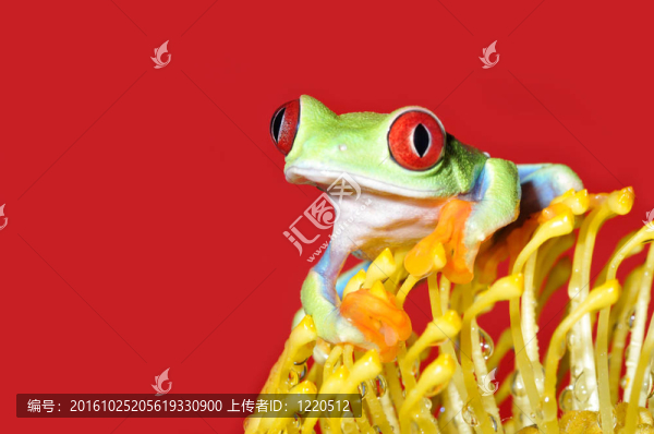 紅眼樹蛙