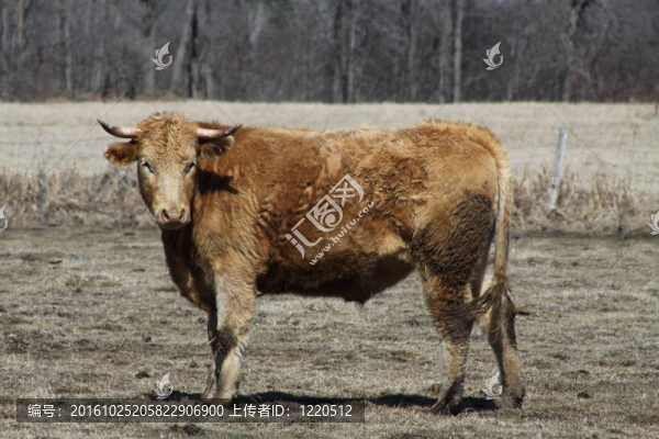 Field褐牛