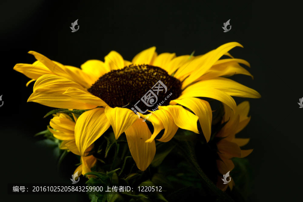 向日葵向日葵
