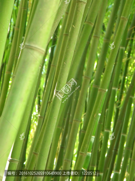 竹林。