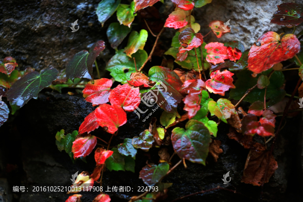 多彩的爬山虎