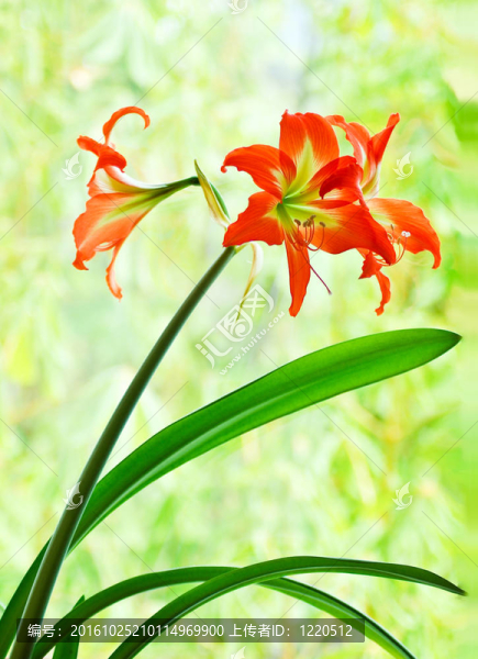 朱頂紅