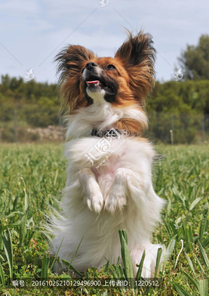 蝴蝶犬