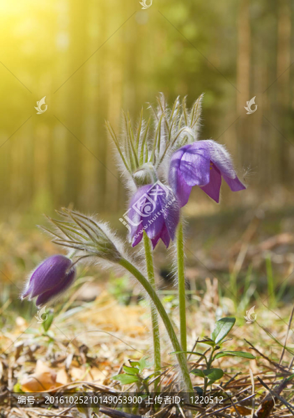 春天的花朵；太陽