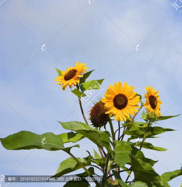 向日葵
