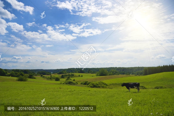 夏日景觀與牛