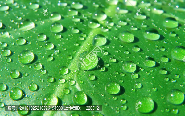 葉片水滴