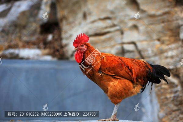 紅公雞
