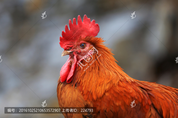紅公雞