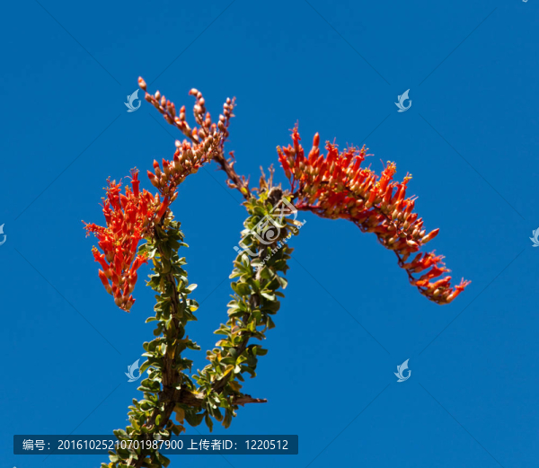 仙人掌仙人掌的深紅色的花