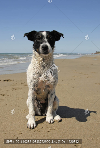 jack,russel梗